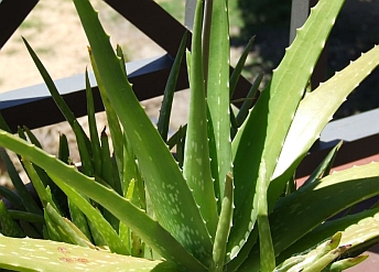 Aloe vera - rostlina